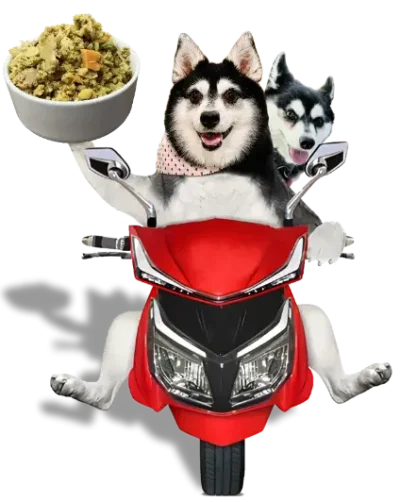 WolfieArie-Shadow-Delivery-e1784166596335.webp